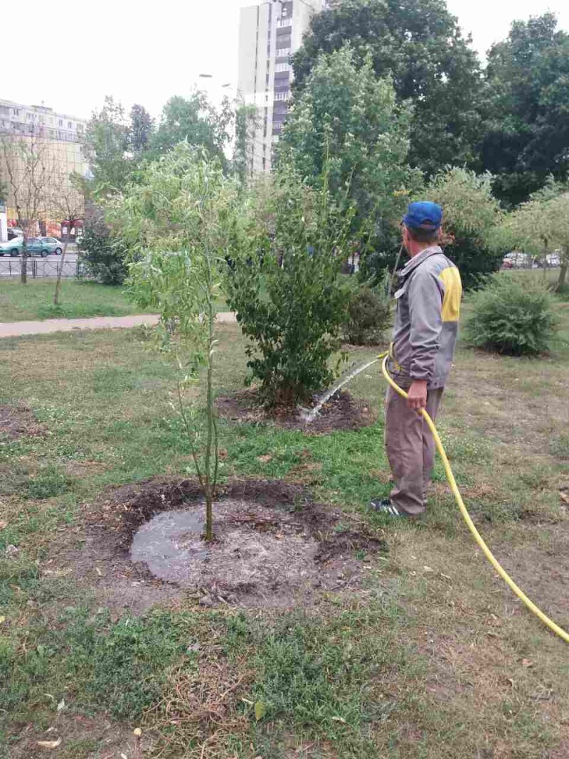 Полив деревьев. Влагозарядковый полив. Поливка деревьев. Подзимний полив деревьев. Полив молодых деревьев.